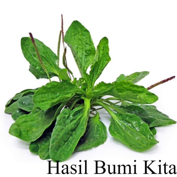 Tanaman Herbal Plantago Major Panastis Obat Demam Tanaman Apotek Hidup Termurah & Terlengkap