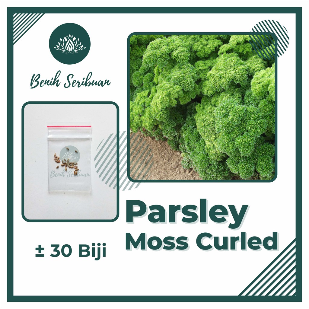 30 Bibit Parsley Moss Curled Keriting Benih Sayuran Peterseli Green MPASI Gizi Bayi Tanaman Sayur