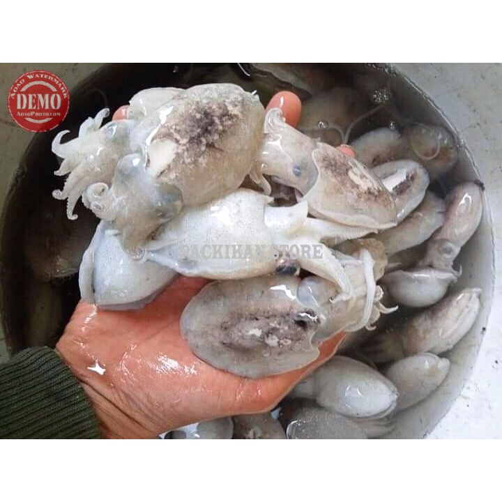 

Balakutak Cumi .Beby Sontong/ Seafood Fresh Kualitas GARANSI SEGAR
