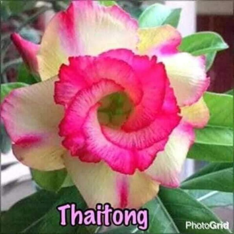 Adenium Grafting "Thaitong"