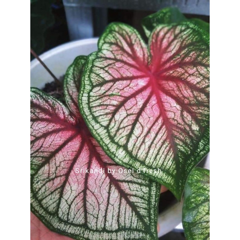 Caladium / Keladi Srikandi (anakan)