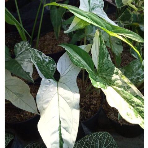 Tanaman hias Syngonium varigata putih/Syngonium varigata putih/syngonium Putih