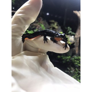 Axolotl Mexican Mudkip Salamander Meksiko Jual Murah Shopee