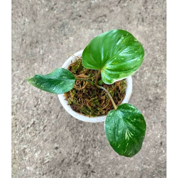 Homalomena Rubescens stardust