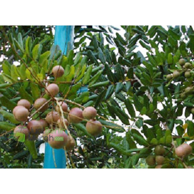 bibit kelengkeng pingpong okulasi