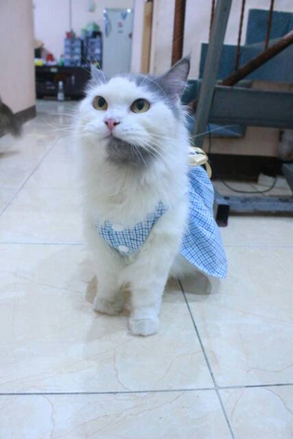 Dress kotak-kotak biru laut lucu untuk kucing dan anjing size S M L XL