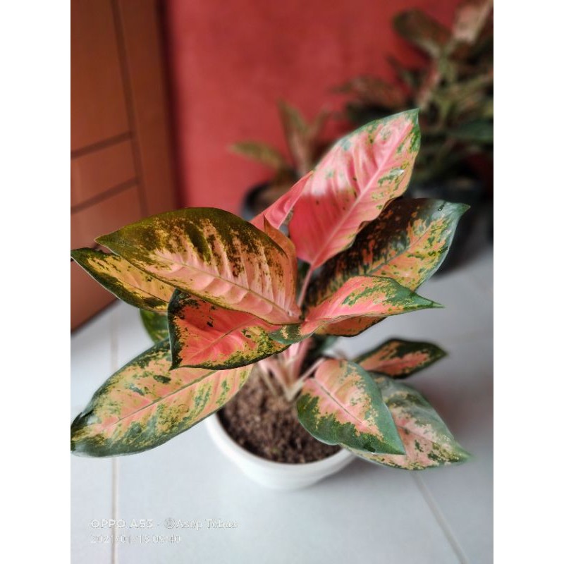 aglonema red kocin rumpun 4