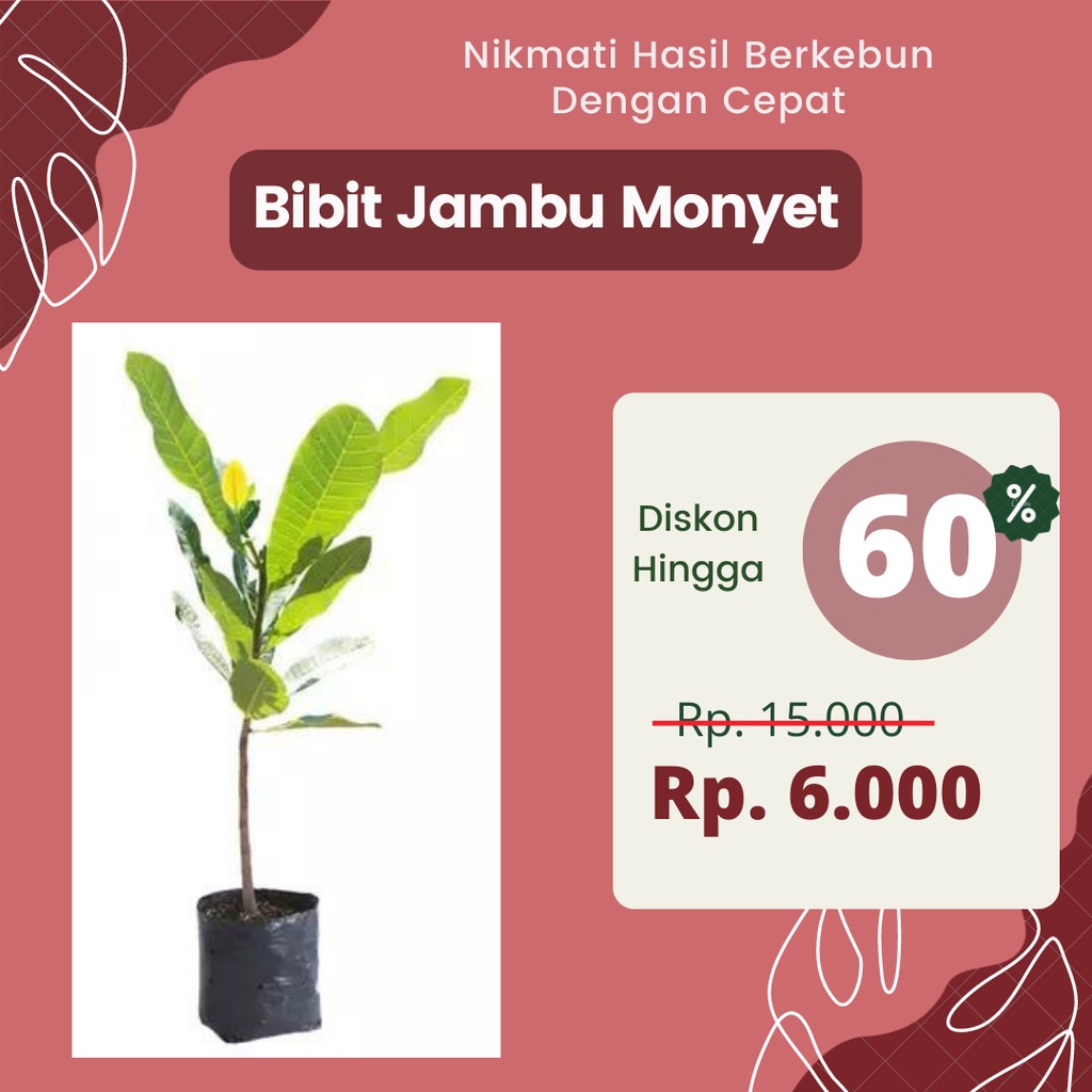 BIBIT JAMBU MENTE / JAMBU MONYET
