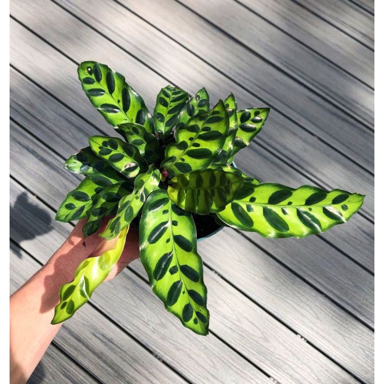 Tanaman hias hidup calathea bulu ayam/calathea tanaman hias/bunga hidup/calathea tanaman/bunga calat