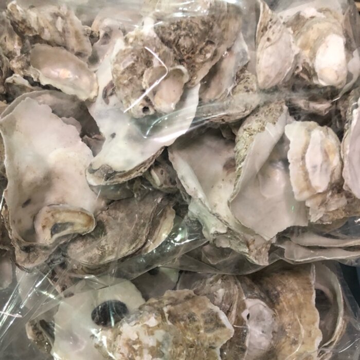 Oyster Shell 1 kg Kulit Kerang Media Filter Kolam Ikan Koi Aquarium