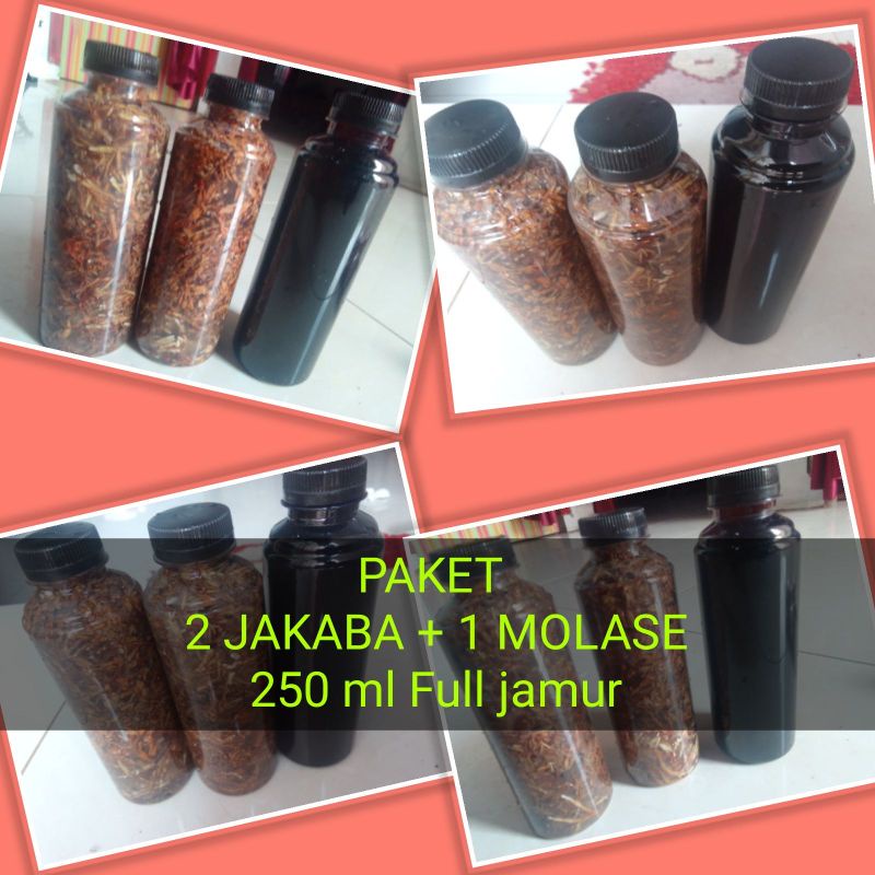 2 JAKABA + 1 MOLASE Paket Komplit full jamur