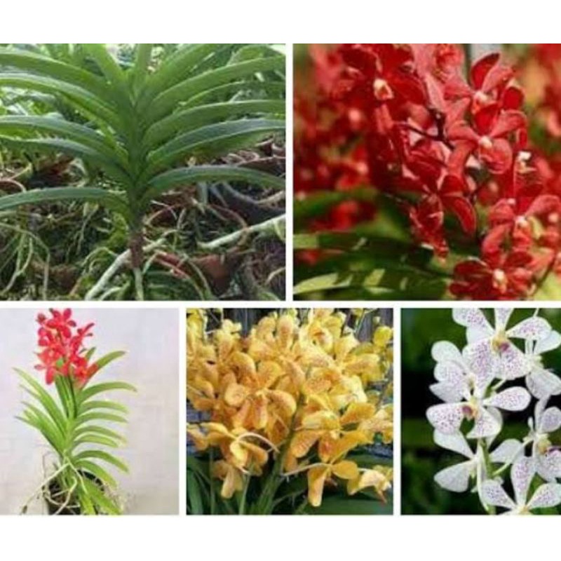 anggrek Vanda mokara jumbo