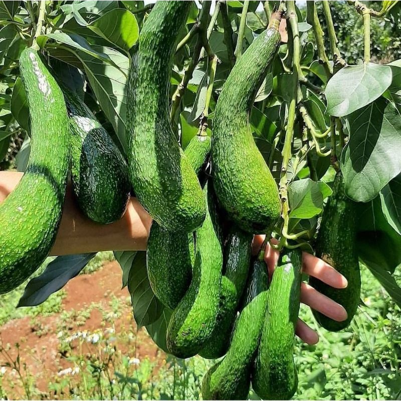 Bibit Alpukat Aligator hasil okulasi cepat berbuah bisa tabulampot