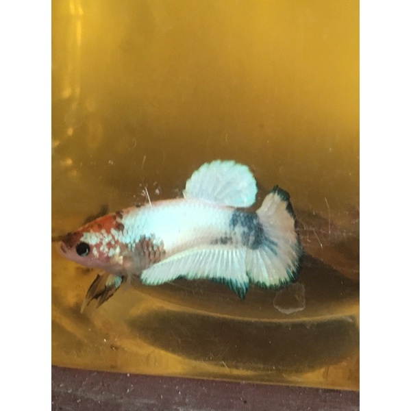 cupang betina white scale