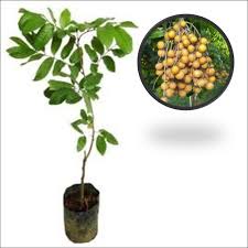 Kelengkeng New Kristal Tanaman Buah Kelengkeng Kristal Lengkeng