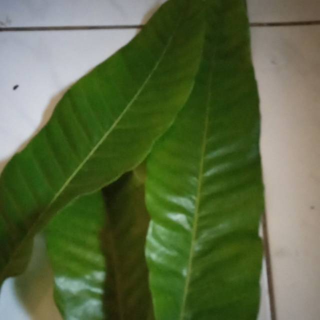 

Daun Matoa/Obat Hebal per kg