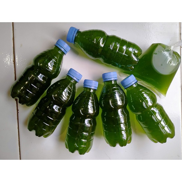 GREEN WATER Air Hijau Pekat PAKAN KUTU AIR MOINA / DAPHNIA MAGNA - Kultur Kutir Besar - 330 ml - Bandung