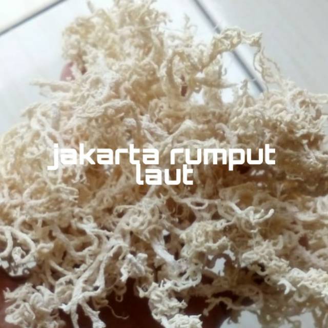 

Rumput Laut Kering Kawat Jenis Spinosum (1Kg)