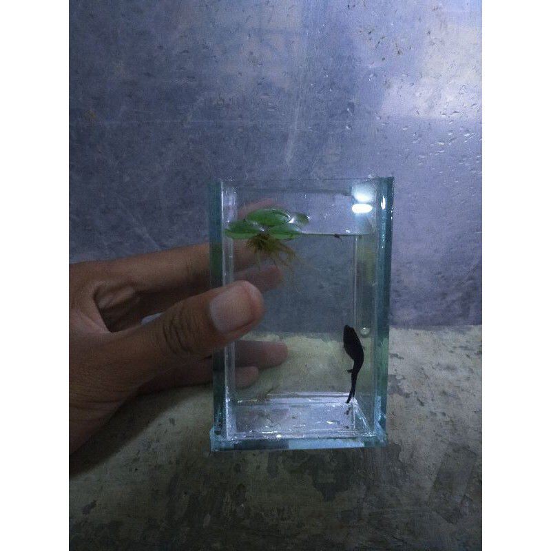 Soliter Cupang / Aquarium kecil / aquarium kaca / tempat ikan