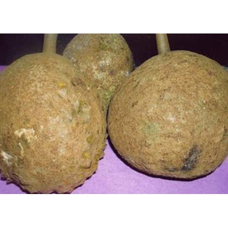Unduh 570 Koleksi Gambar Durian Sukun Terbaru HD