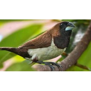 Telur Burung Emprit Asli Ready Shopee Indonesia