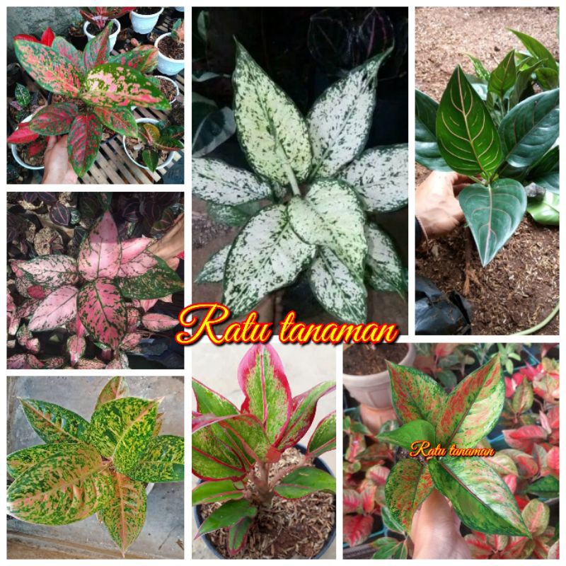 paket tanaman hias bunga aglonema 7 jenis terlaris