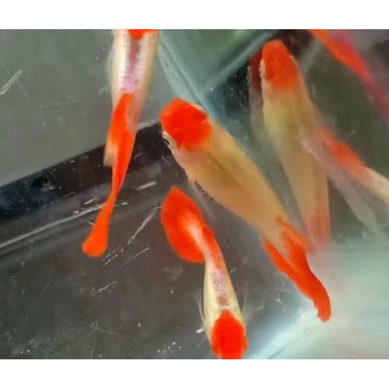 ikan guppy platinum koi sepasang