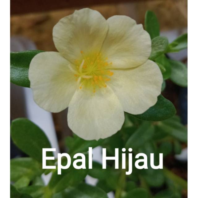 Stek Mossrose Krokot Selapis Hijau Epal