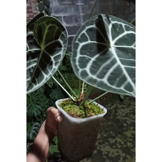 anthurium clarinervium pagoda