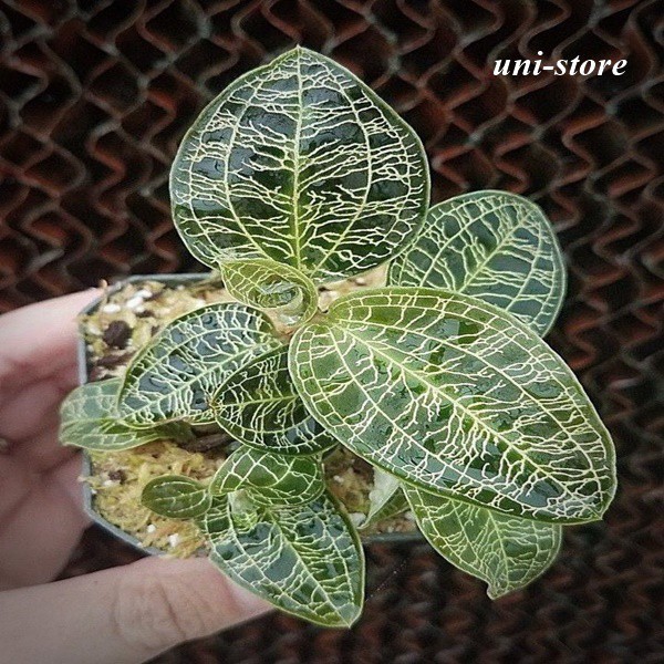 Kiaksara - tanaman mini mnyala dengan sinar - mecodes petola - jewel orchid serat emas