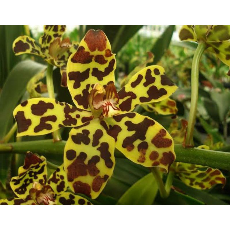 Anggrek Grammatophyllum Scriptum | Gramma Scriptum Perbatang