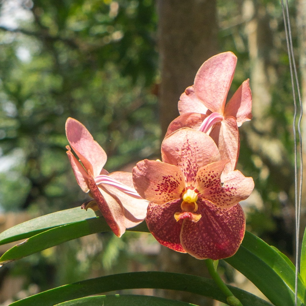 Vanda Tawesuksa x Primjay Beauty-Anggrek Vanda