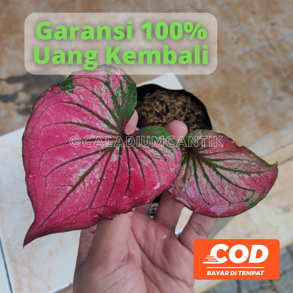 BISA COD Keladi Merah Caladium Infinity -  - Tanaman Hias Daun Pohon Bunga Hidup Murah Merah Pink Putih Kuning Hitam Hijau Import Lokal Thailand Hybrid Umbi Bibit Anakan Wayang Tengkorak Amazon