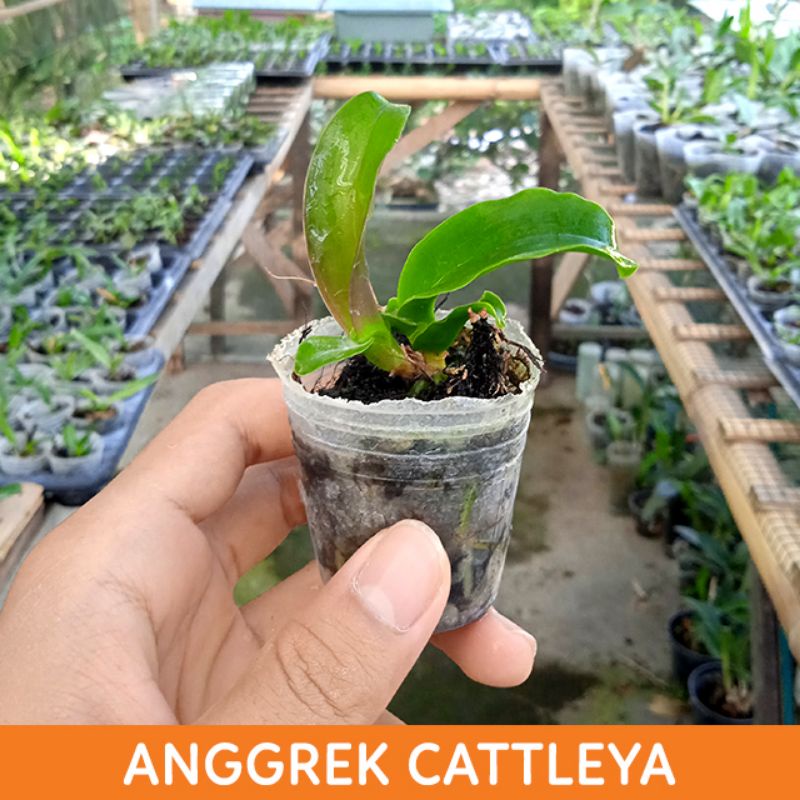 ANGGREK CATTLEYA / ORCHID CATTLEYA