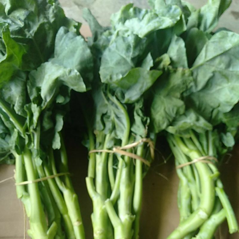 

Kailan Sayur~Baby Kailan 500gram