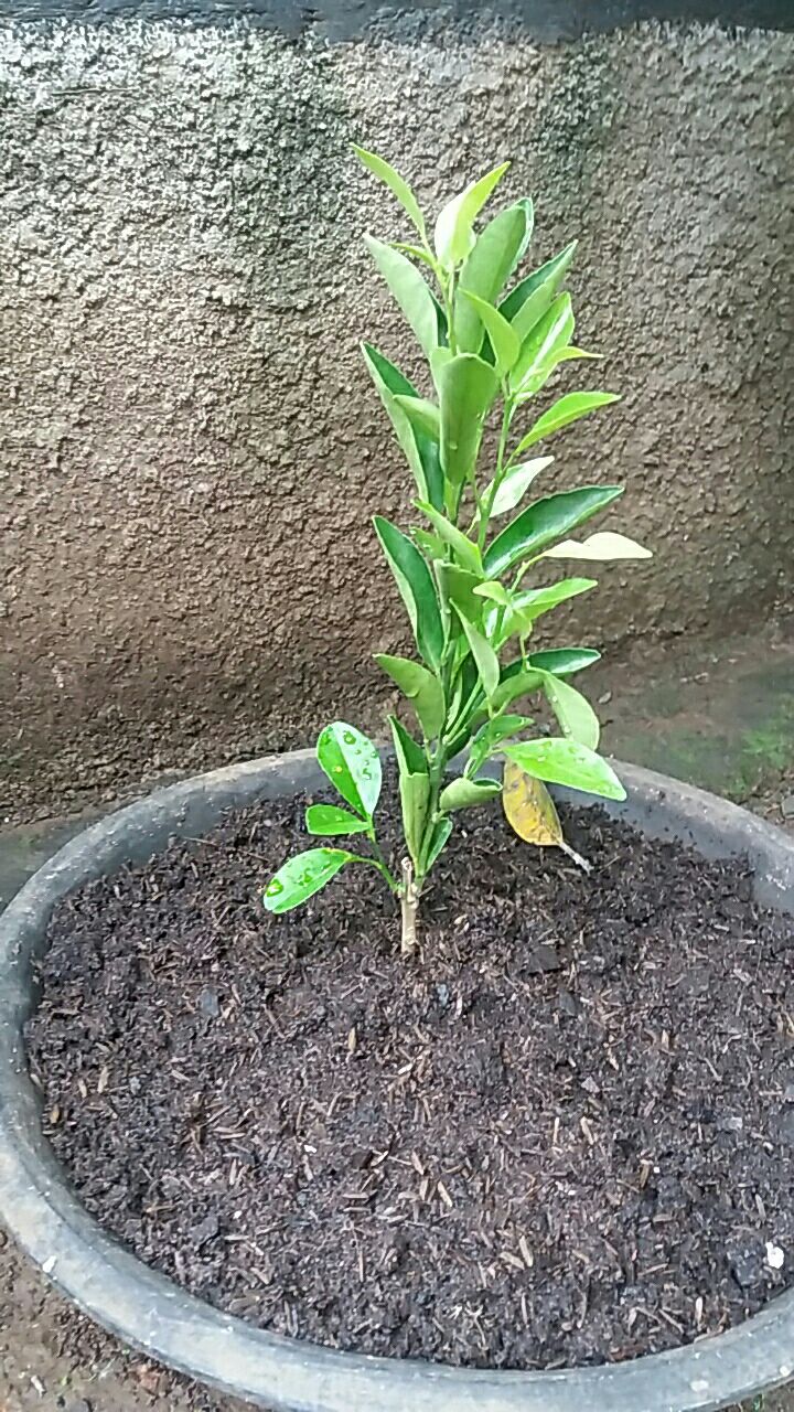 Bibit Jeruk Chokun Madu Manis Jeruk Chokun Thailand Okulasi