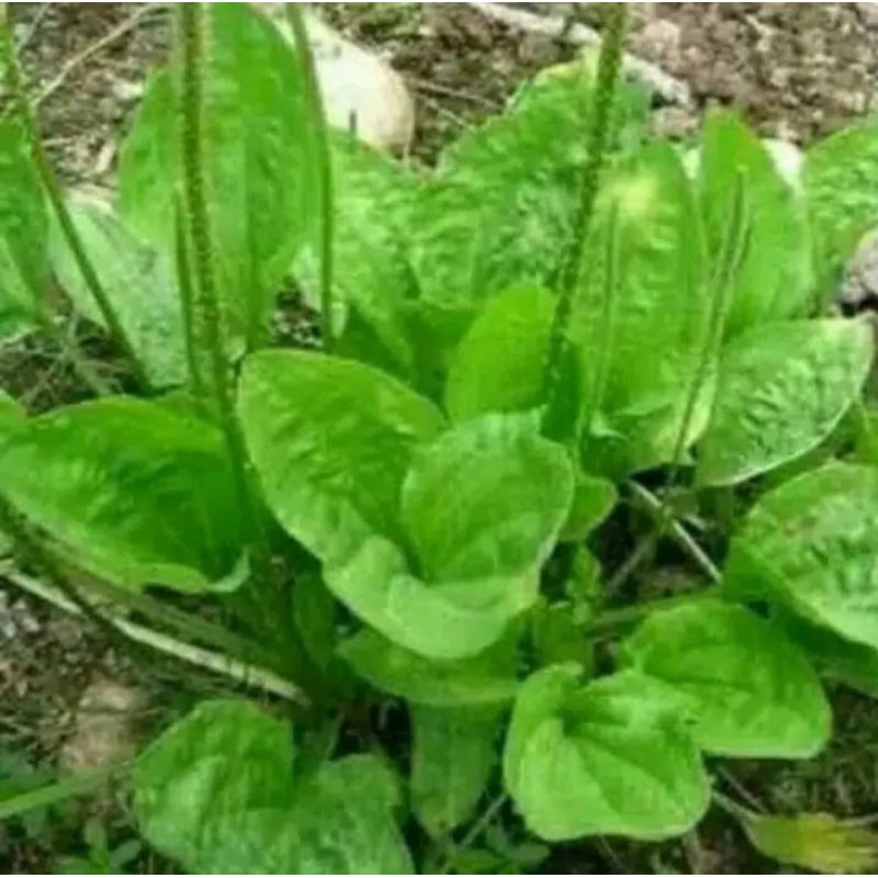 

Daun ki urat, daun sendokan (cabutan 1 tanaman)