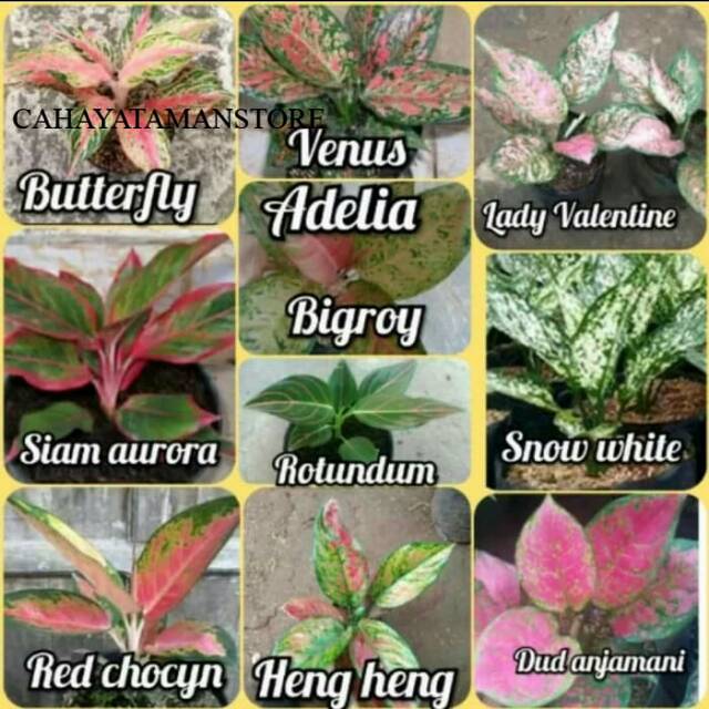 Paket 10 tanaman hias aglonema murah - paket aglonema - aglonema