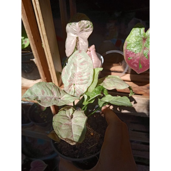 syngonium milk confetti