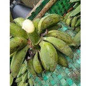 

Pisang Batu Muda per Buah/ Pisang Batu Hijau/ Pisang Batu Rujak/ Pisang Batu Sambal Rujak