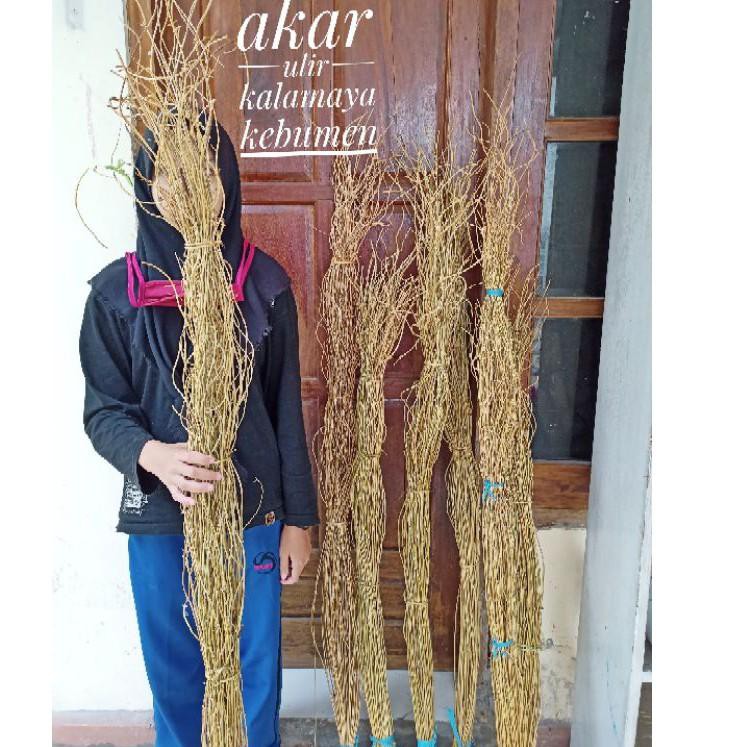 (X88179) Ranting Akar Ulir Dekorasi Ring Arch Lingkaran Rustic Hiasan Vas Guci Rotan Palem Dried Bun