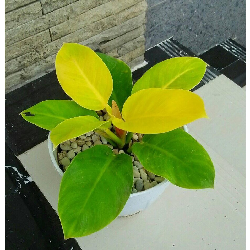 tanaman bunga philodendron moonlight /tanaman hias berkuwalitas - BAKUL KEMBANG