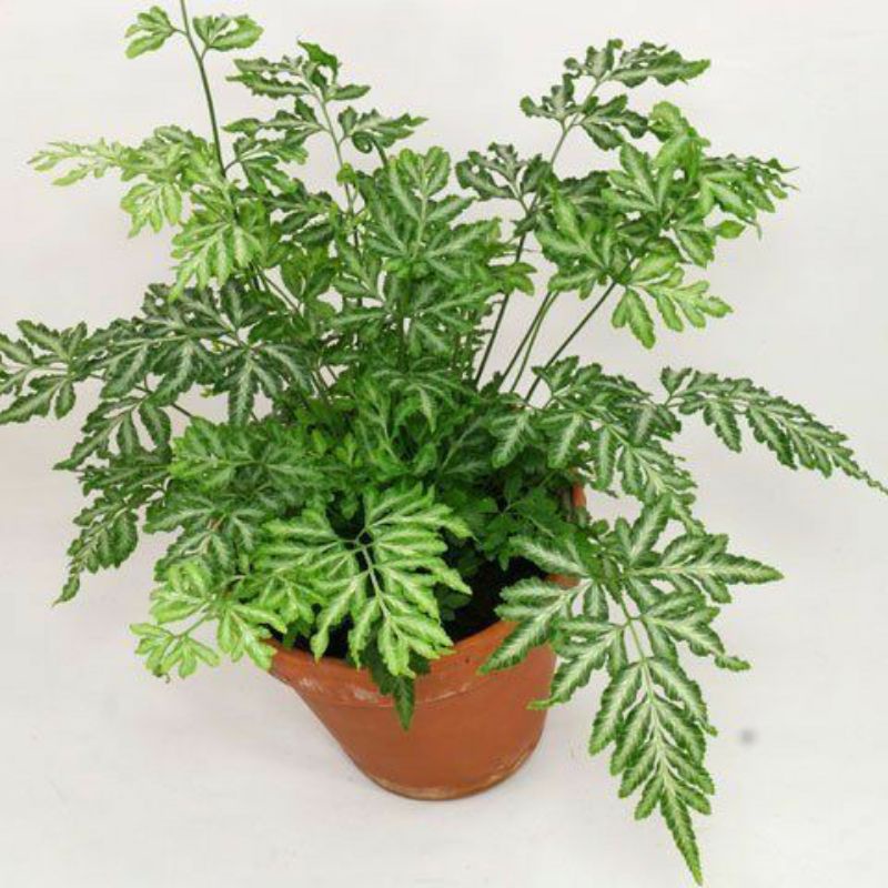 Pakis Variegata / Suplir Variegata / Pteris Ensiformis