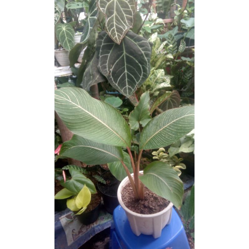 pisang Bugis ORI kuning/ merah