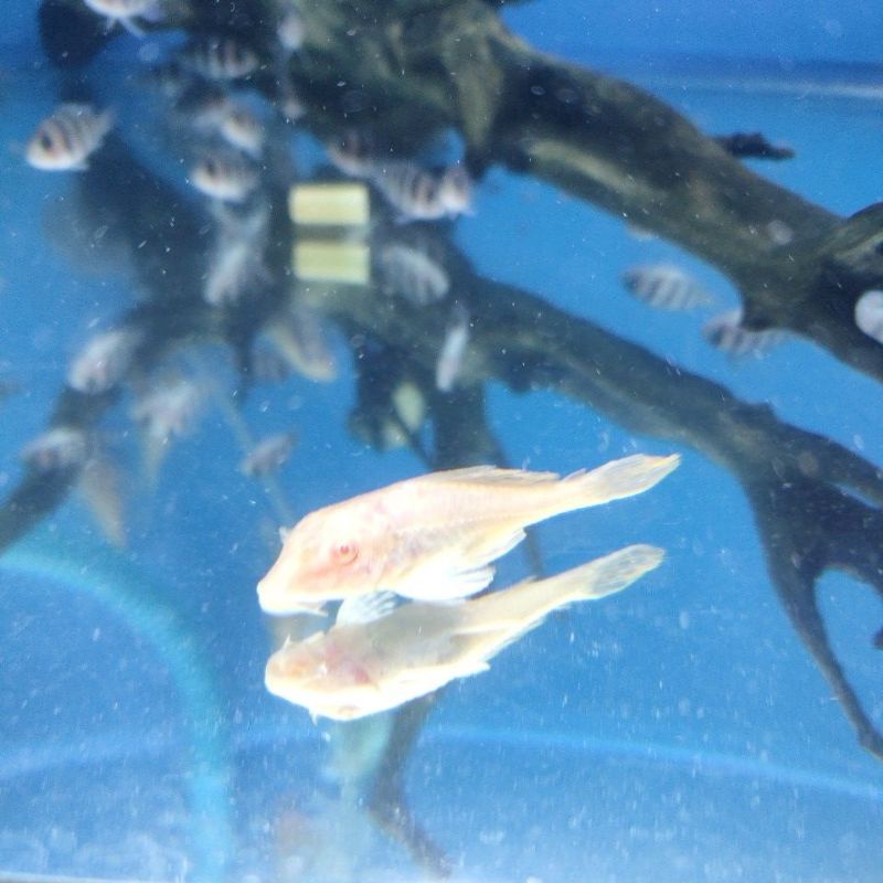 gibicep .sapu kaca albino mentega