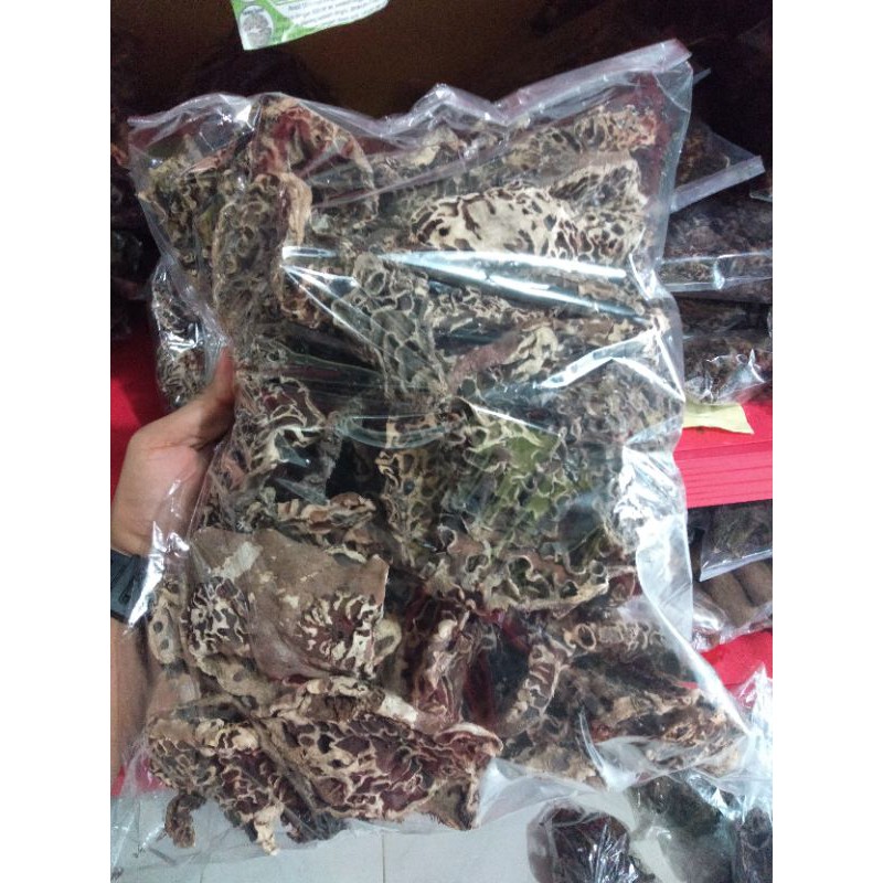 Sarang Semut Putih 100% Asli Papua