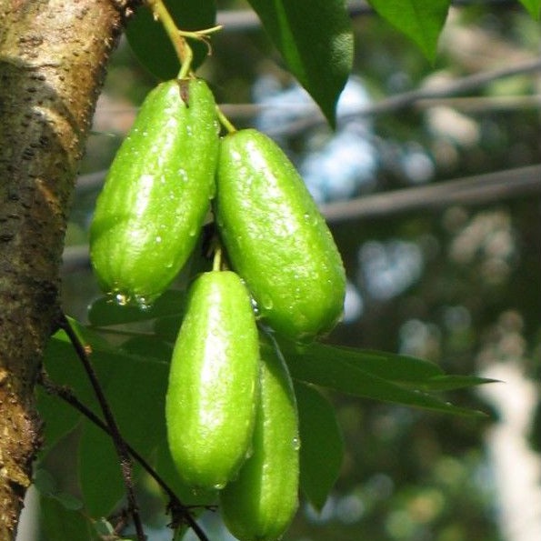 

200gr Belimbing Sayur - TERBATAS - Belimbing Wuluh - Petik Dadakan