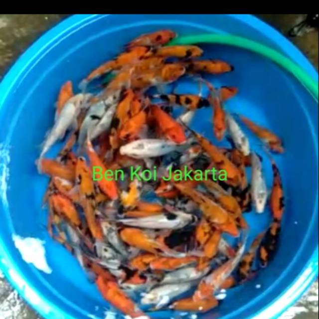 ikan koi kohaku sanke showa Grade C