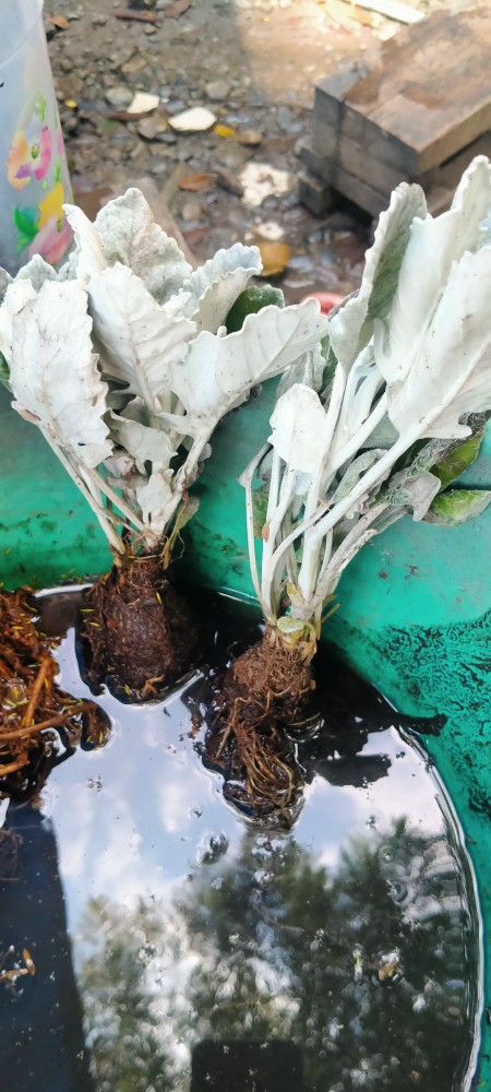 Tanaman Hias Dusty Miller