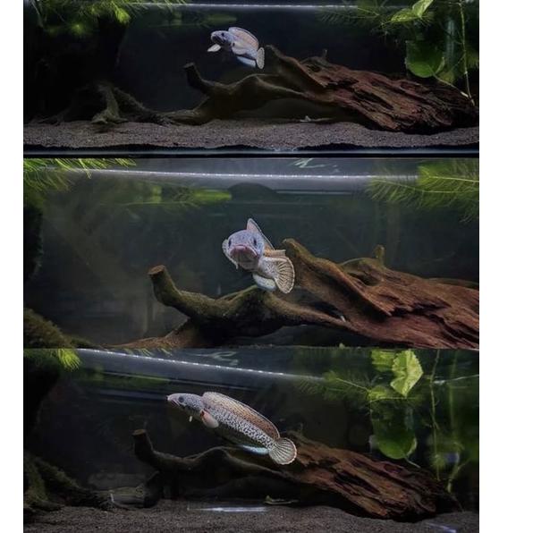 (hfvh -847) (Star) Baby Chana Barca Full Pelet 2-6 cm Original Product